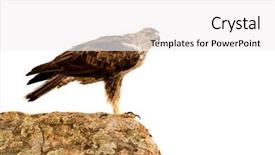  Presentation with awesome - Beautiful PPT theme featuring awesome bird of prey isolated backdrop and a white colored foreground