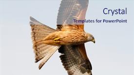  Presentation with awesome - Cool new slide deck with awesome bird of prey backdrop and a sky blue colored foreground