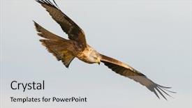  Presentation with awesome - Amazing slide set having awesome bird of prey backdrop and a light gray colored foreground