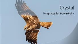  Presentation with awesome - Amazing presentation theme having awesome bird of prey backdrop and a light blue colored foreground