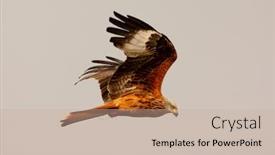  Presentation with awesome - Slide deck having awesome bird of prey background and a soft green colored foreground