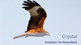  Presentation with awesome - Audience pleasing PPT theme consisting of awesome bird of prey backdrop and a sky blue colored foreground