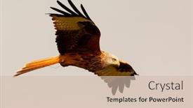  Presentation with awesome - Slide set featuring awesome bird of prey background and a soft green colored foreground