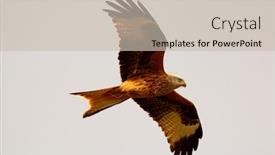  Presentation with awesome - Cool new slide deck with awesome bird of prey backdrop and a soft green colored foreground