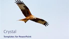  Presentation with awesome - PPT theme enhanced with awesome bird of prey background and a sky blue colored foreground