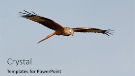  Presentation with awesome - Beautiful PPT theme featuring awesome bird of prey backdrop and a lemonade colored foreground