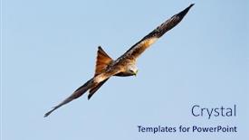  Presentation with awesome - Slide set with awesome bird of prey background and a light blue colored foreground