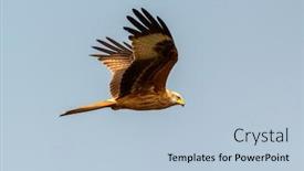  Presentation with awesome - Slide deck having awesome bird of prey background and a light blue colored foreground