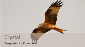  Presentation with awesome - Presentation design consisting of awesome bird of prey background and a mint green colored foreground