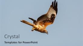  Presentation with awesome - Colorful slide deck enhanced with awesome bird of prey backdrop and a light blue colored foreground