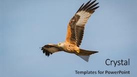  Presentation with awesome - Beautiful slide deck featuring awesome bird of prey backdrop and a light blue colored foreground