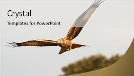  Presentation with awesome - Amazing theme having awesome bird of prey backdrop and a white colored foreground