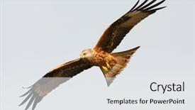  Presentation with awesome - Slides consisting of awesome bird of prey background and a white colored foreground