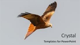  Presentation with awesome - Presentation theme featuring awesome bird of prey background and a light gray colored foreground