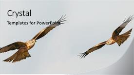  Presentation with awesome - Colorful slide set enhanced with awesome birds of prey backdrop and a light gray colored foreground