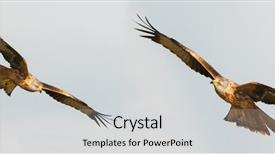  Presentation with awesome - Cool new slide deck with awesome birds of prey backdrop and a light gray colored foreground