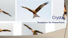  Presentation with awesome - Amazing slides having awesome birds of prey backdrop and a sky blue colored foreground
