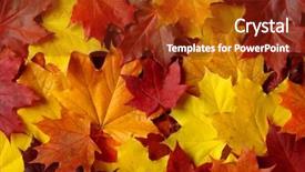  Presentation with awesome - PPT theme with awesome colors of maple leaves in autumn background and a tawny brown colored foreground