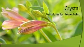  Presentation with awesome - Audience pleasing slide deck consisting of awesome pink flower buds macro shot backdrop and a yellow colored foreground