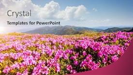  Presentation with awesome - Cool new PPT theme with awesome-pink-rhododendron-flowers backdrop and a light blue colored foreground
