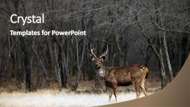  Presentation with national security in india - Colorful theme enhanced with axis deer axis axis backdrop and a dark gray colored foreground