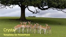  Presentation with mughal history in india - Theme enhanced with axis deer or chital deer background and a tawny brown colored foreground