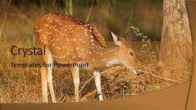  Presentation with national security in india - Cool new slide deck with axis kanha national park india backdrop and a gold colored foreground