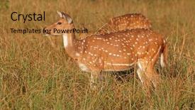  Presentation with deer - PPT theme consisting of axis kanha national park india background and a red colored foreground