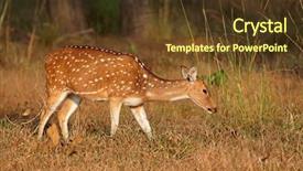  Presentation with national anthem india - Presentation featuring axis kanha national park india background and a tawny brown colored foreground