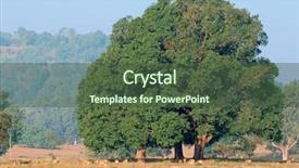  Presentation with fig tree - Presentation design having axis kanha national park india background and a tawny brown colored foreground