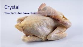  Presentation with hen - Amazing PPT layouts having ayam - crude hen on a white backdrop and a sky blue colored foreground