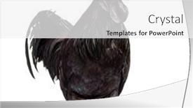  Presentation with peternakan ayam kub - Presentation with ayam-cemani-cemani-isolated background and a white colored foreground