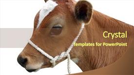  Presentation with holstein dairy calf - Presentation theme featuring baby cow - ayrshire calf with halter isolated background and a tawny brown colored foreground