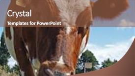  Presentation with cow - PPT theme enhanced with ayrshire cow background and a tawny brown colored foreground