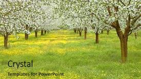  Presentation with cherry blossom - Theme enhanced with ayus - spring cherry blossom trees background and a gold colored foreground