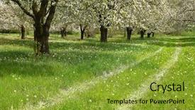  Presentation with tree sky trees green - PPT layouts with ayus - spring cherry blossom trees background and a gold colored foreground