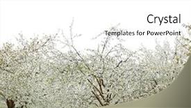  Presentation with cherry blossom - Audience pleasing PPT layouts consisting of ayus - spring cherry blossom trees backdrop and a  colored foreground