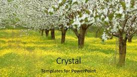  Presentation with tree sky trees green - Cool new theme with ayus - spring cherry blossom trees backdrop and a gold colored foreground