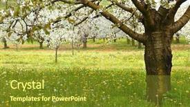  Presentation with tree sky trees green - Beautiful PPT layouts featuring ayus - spring cherry blossom trees backdrop and a  colored foreground