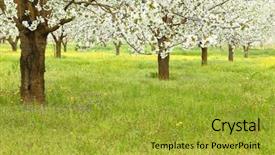  Presentation with cherry blossom - PPT layouts having ayus - spring cherry blossom trees background and a gold colored foreground