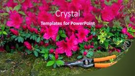  Presentation with azalea - Slides with azalea-blooming-flowers-with-garden background and a violet colored foreground