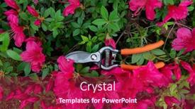  Presentation with azalea - Slide set consisting of azalea-blooming-flowers-with-garden background and a violet colored foreground