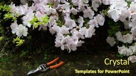  Presentation with azalea - PPT theme having azalea-blooming-flowers-with-garden background and a wine colored foreground