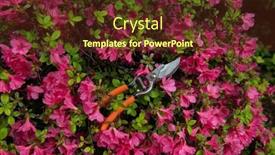  Presentation with azalea - Presentation enhanced with azalea-blooming-flowers-with-garden background and a tawny brown colored foreground