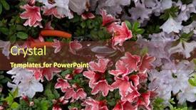  Presentation with azalea - Slide set with azalea-blooming-flowers-with-garden background and a tawny brown colored foreground