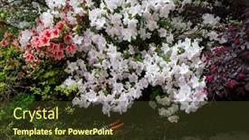  Presentation with azalea - PPT layouts featuring azalea-blooming-flowers-with-garden background and a tawny brown colored foreground