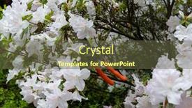  Presentation with azalea - PPT theme consisting of azalea-blooming-flowers-with-garden background and a tawny brown colored foreground