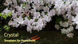  Presentation with azalea - Presentation theme featuring azalea-blooming-flowers-with-garden background and a wine colored foreground