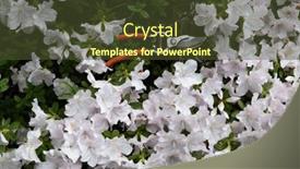  Presentation with azalea - Slides having azalea-blooming-flowers-with-garden background and a tawny brown colored foreground