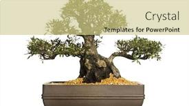  Presentation with azalea - PPT layouts having azalea bonsai tree rhododendron isolated background and a yellow colored foreground